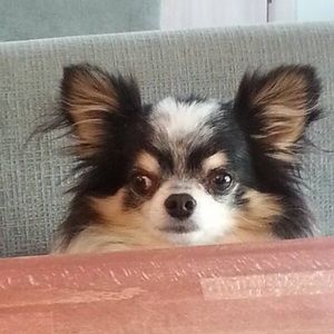 Meet your Posher, Holly